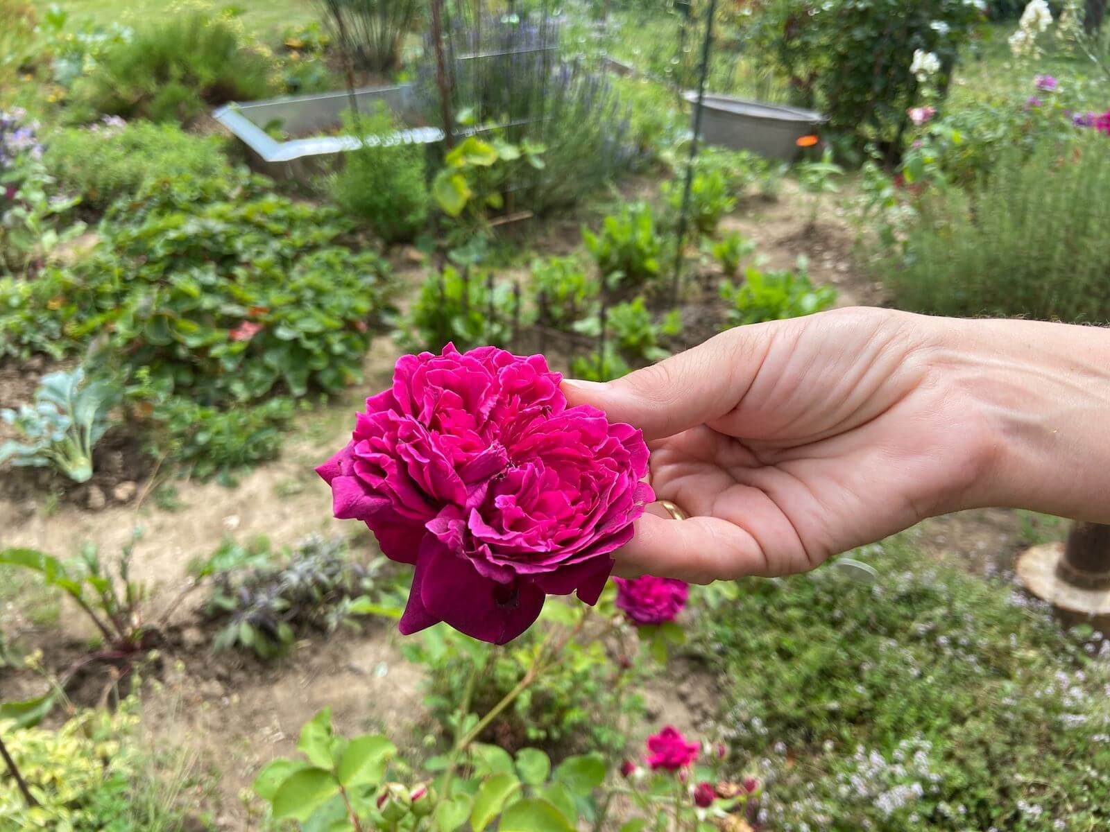 Rosen im Kräutergarten