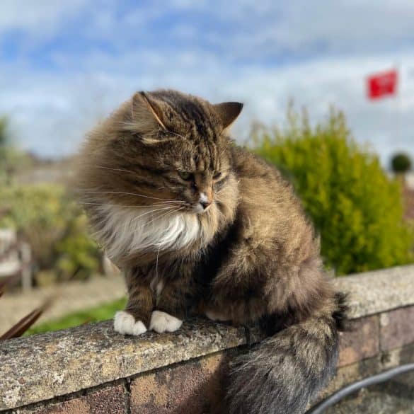 katzenbegegnungen im urlaub