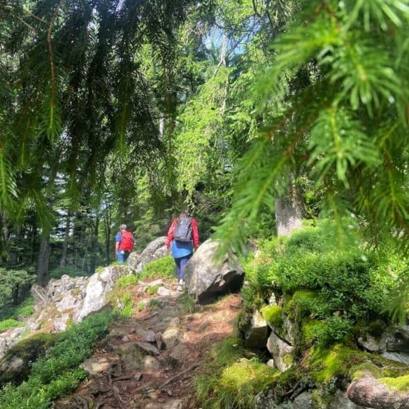 kandel gipfel rundtour schwarzwald
