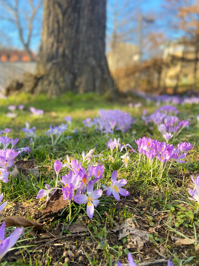 Krokusblüte Berlin