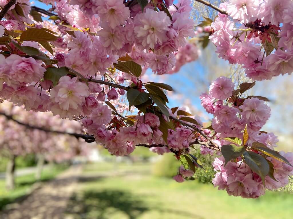 Kirschblüten Spaziergang Treptow Mauerweg