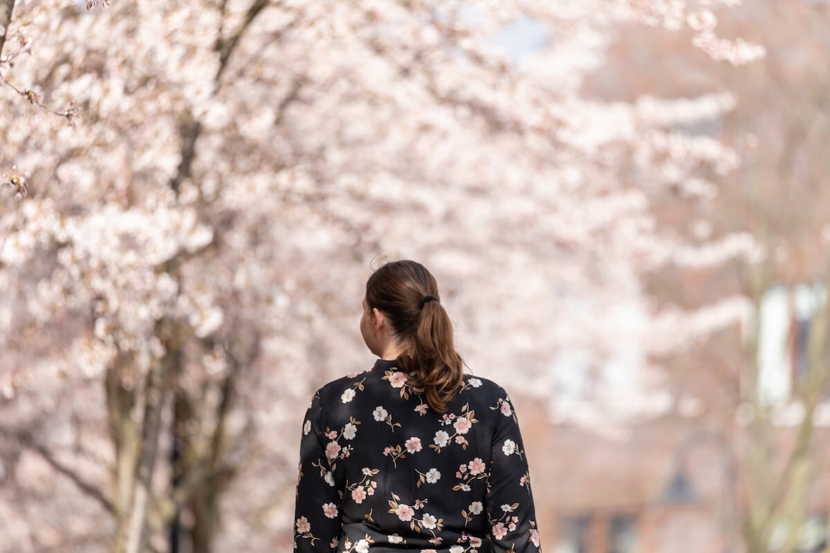 Kirschblüten Spaziergang Berlin schönste Orte