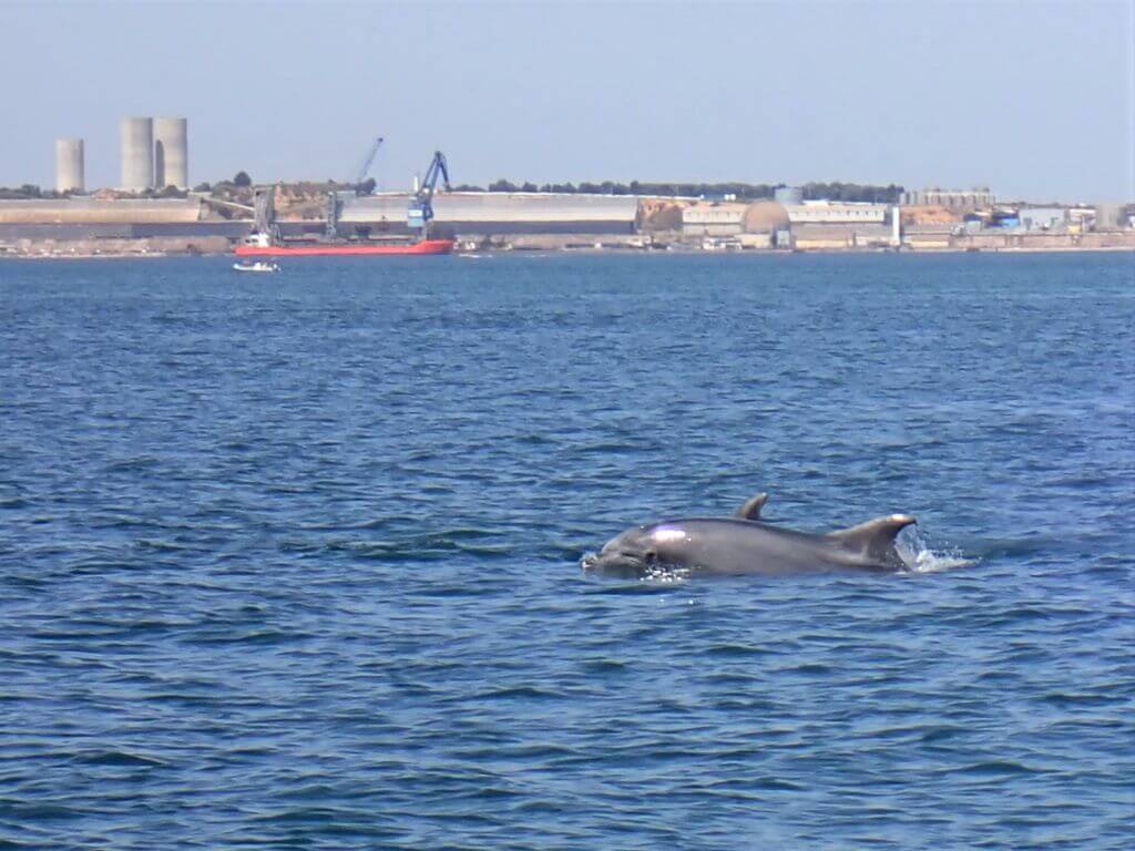 Nachhaltige delfin safari in portugal
