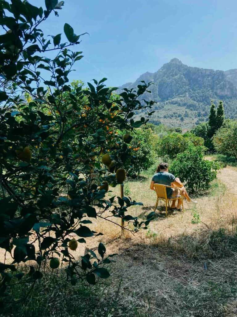 orangenplantage sóller