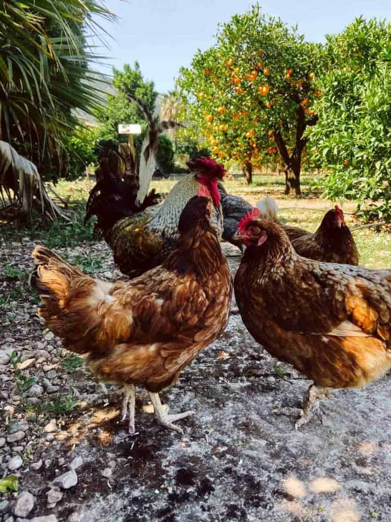 orangenplantage soller besichtigen