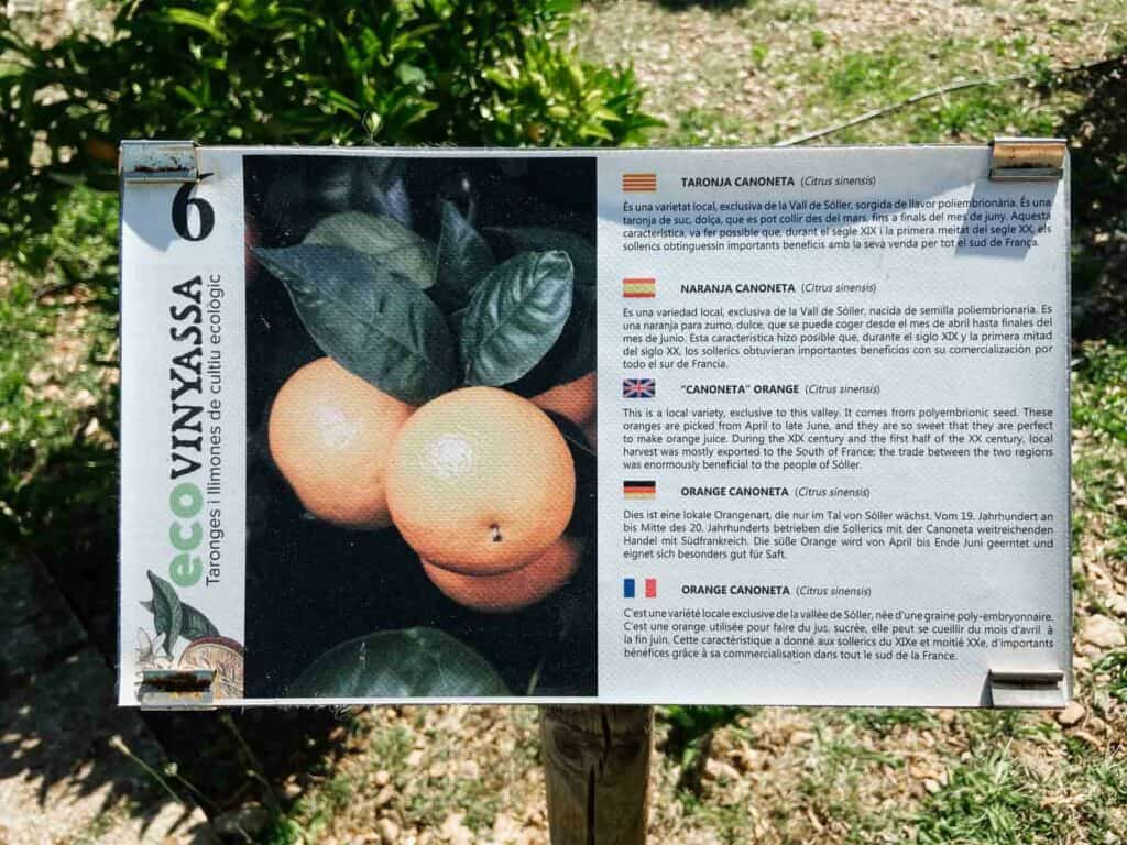 Orangenplantage Sóller