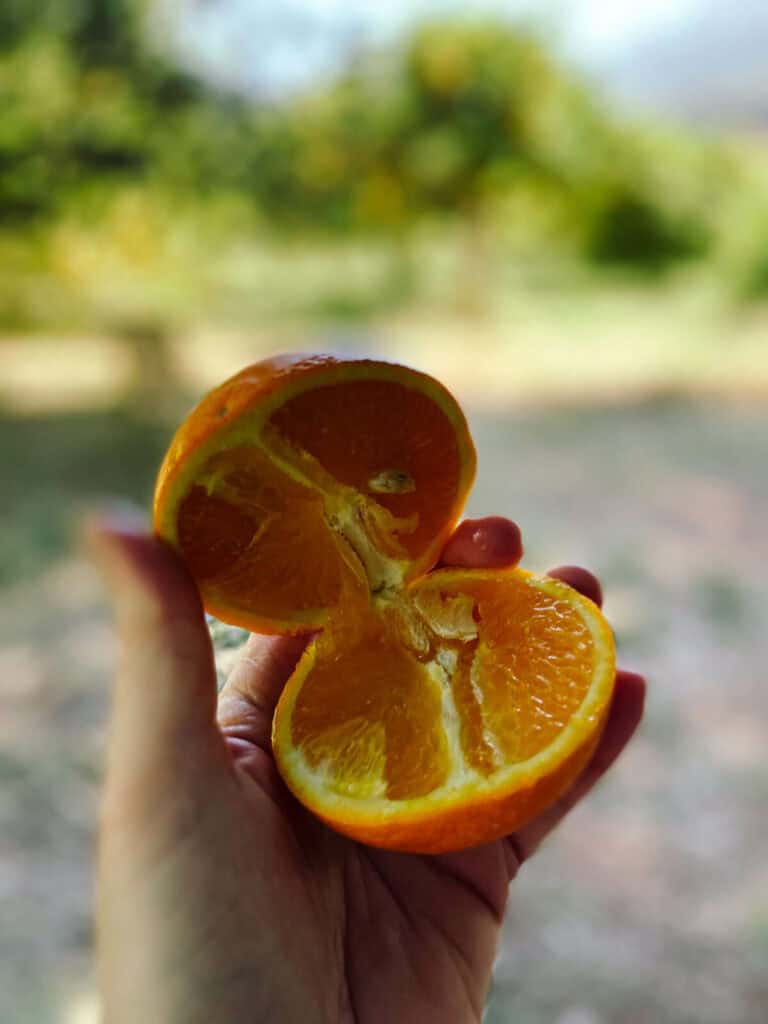 orangen aus soller