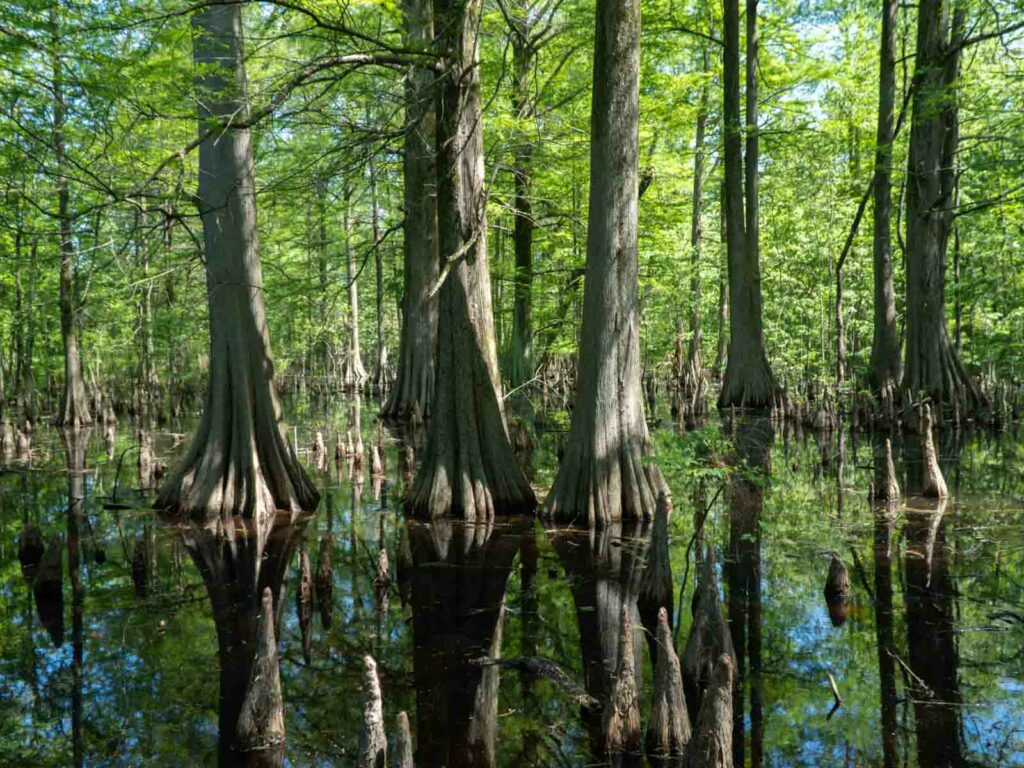 Greenville Cypress Preserve Mississippi