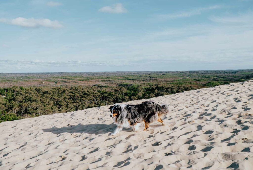 Hund auf der Dune du Pilat in Frankreich