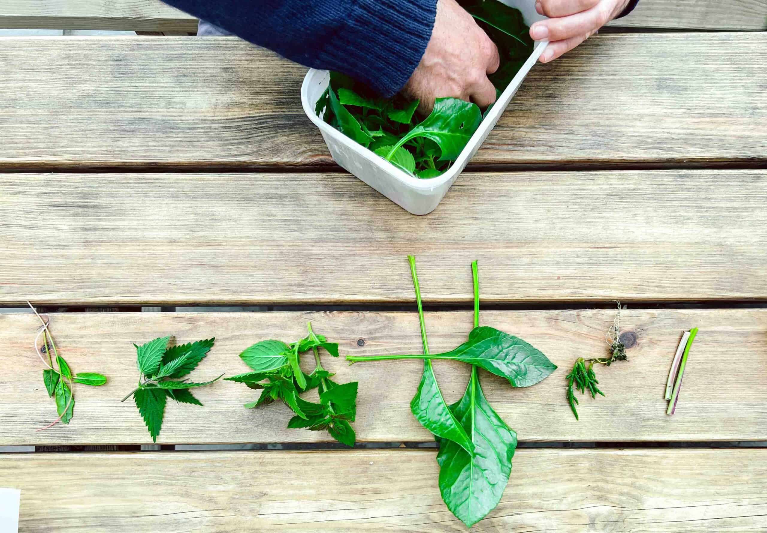 wild foraging