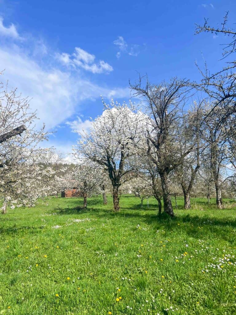 beste kirschblüte deutschland fränkische schweiz pretzfeld