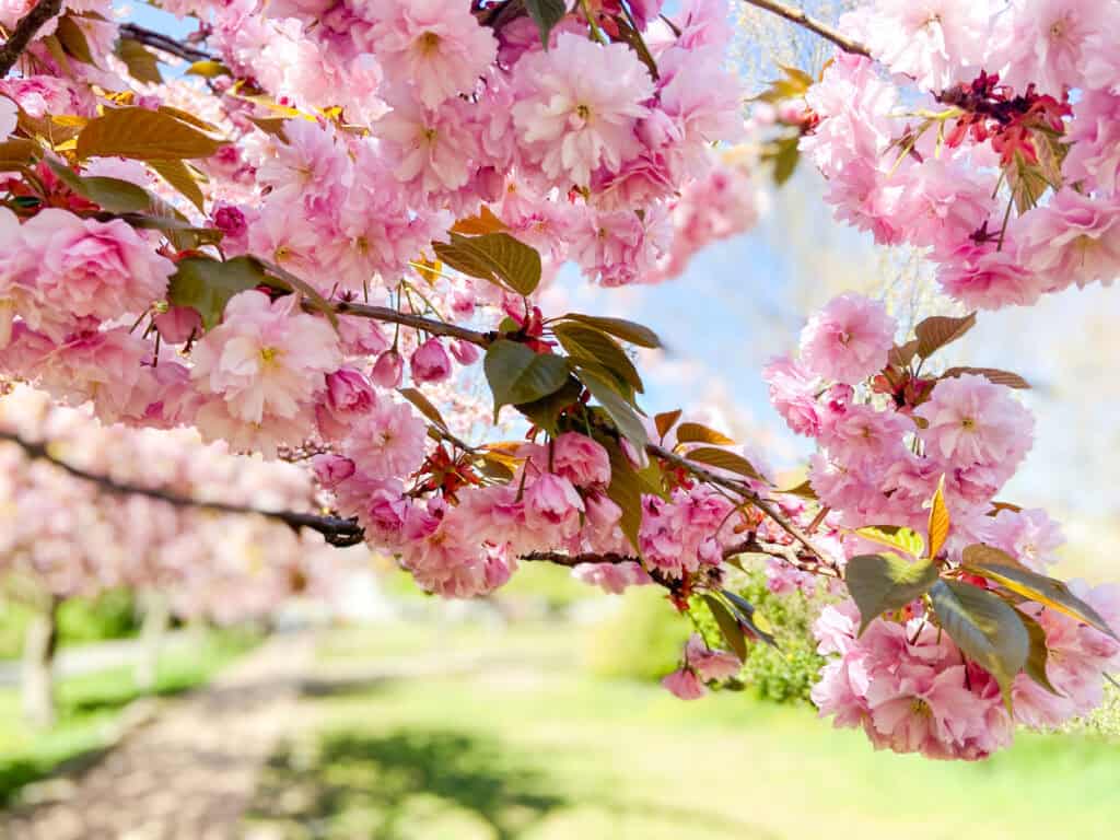 schönste orte für kirschblüte in deutschland