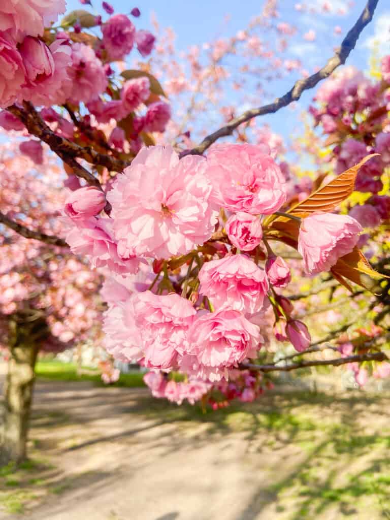 wo gibt s die schönste kirschblüte in deutschland