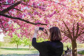 schönste kirschblüte deutschland tv asahi alleee