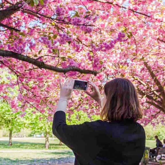 schönste kirschblüte deutschland tv asahi alleee