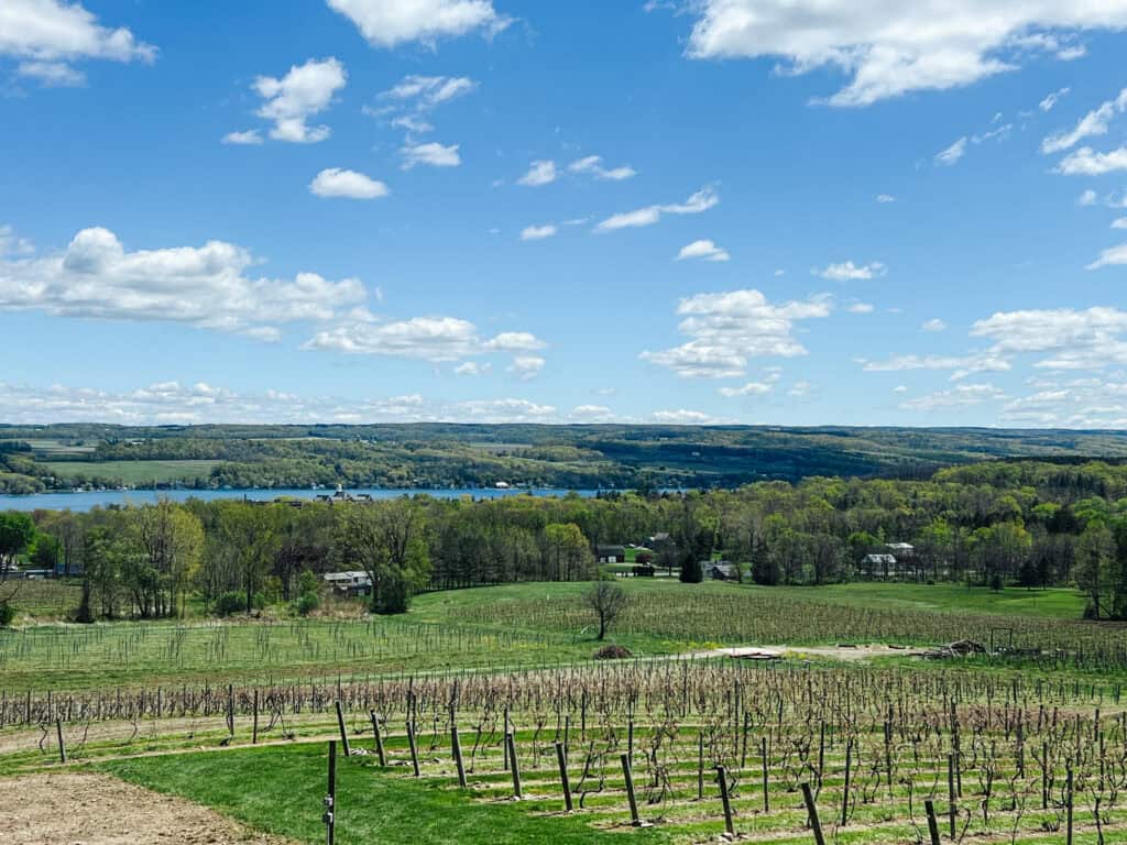 Vineyard View Winery
