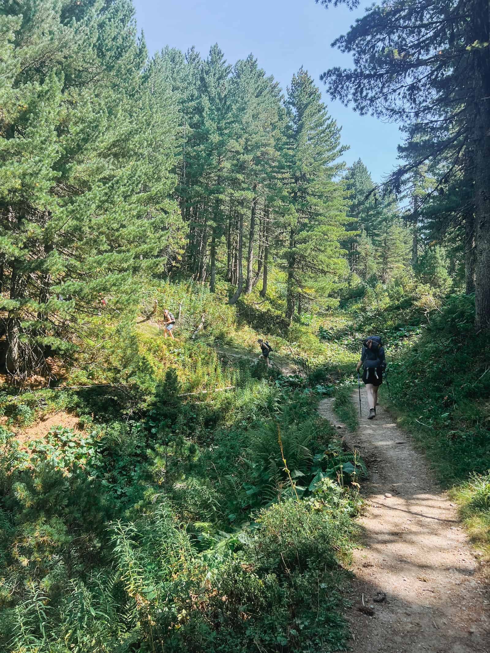 Wanderin auf einem Pfad durch Kiefernwald auf Etappe 2