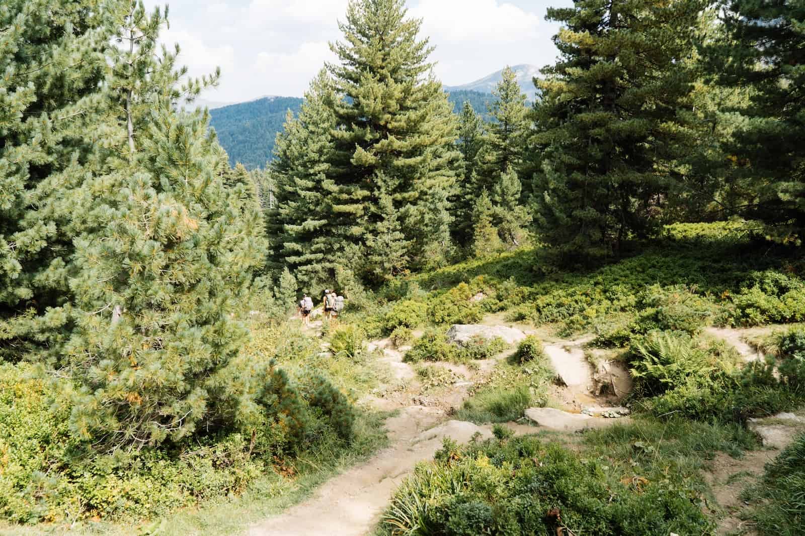 Wanderweg durch Fichtenwald auf Etappe 3