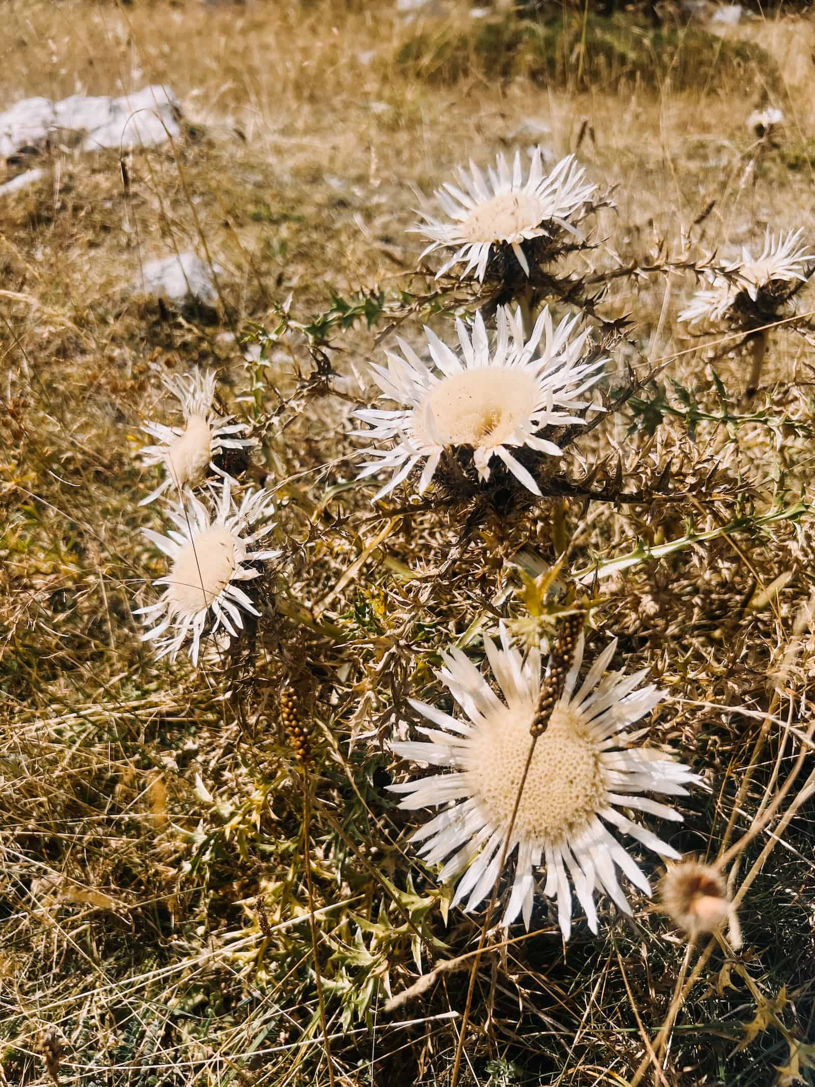 Weiße Disteln mit heller Mitte auf einer trockenen Bergwiese