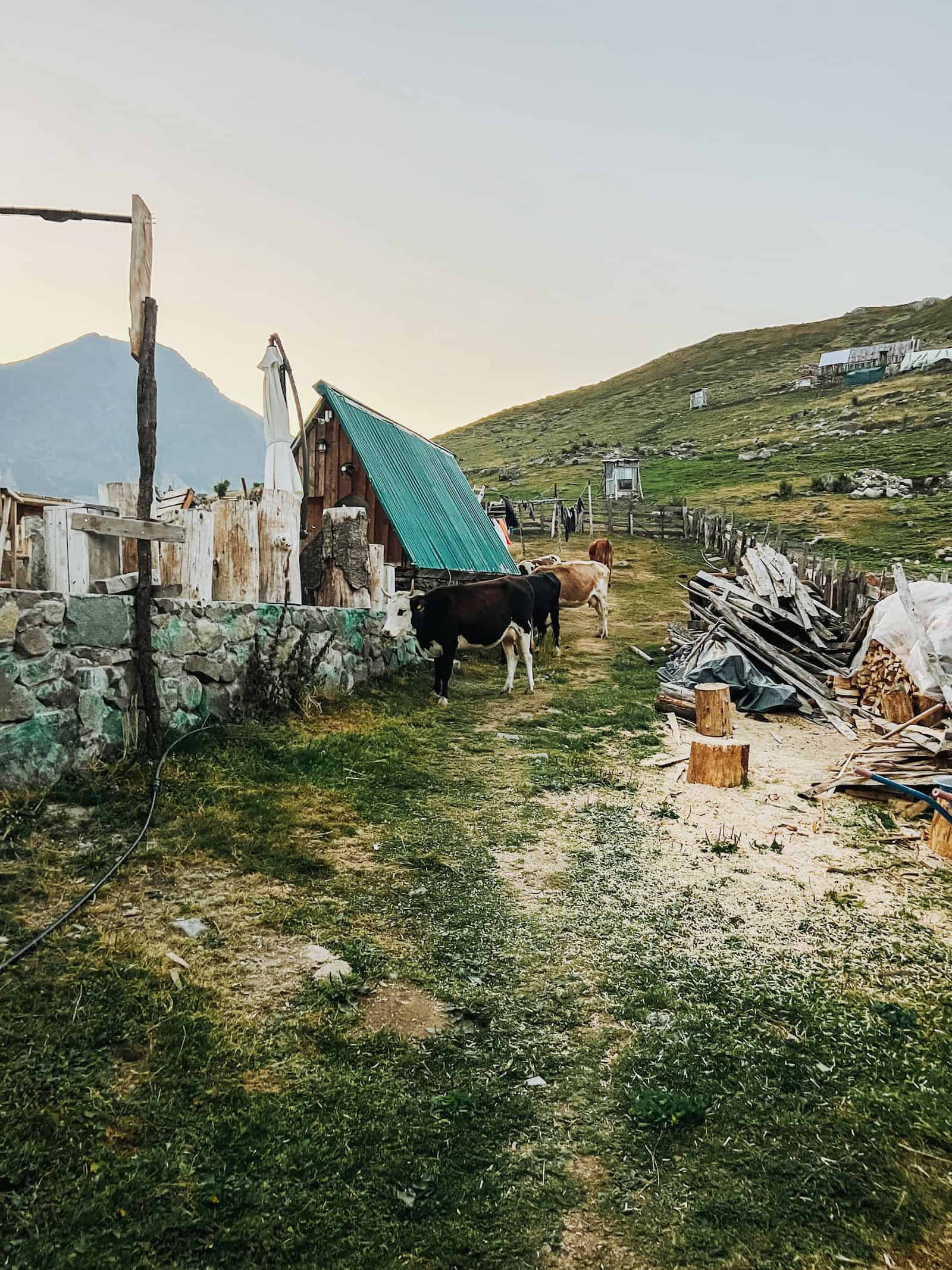 Kühe auf einem Weg vor einem Holzhaus mit grünem Dach und Steinmauern in der Abendsonne